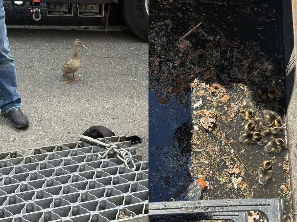 Ducklings huddle together inside a storm drain before being rescued by Melville firefighters during an animal rescue call on May 2.  