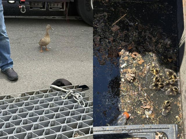 Melville Firefighters Rescue 10 Ducklings Trapped In Drain | Huntington ...