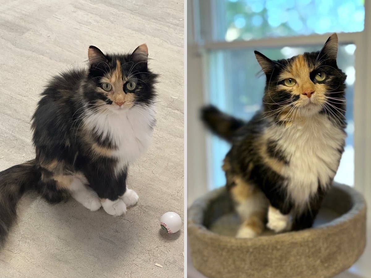Chanel, a long-haired calico cat rescued while pregnant earlier this year, is available for adoption through Grateful Paw Cat Shelter.