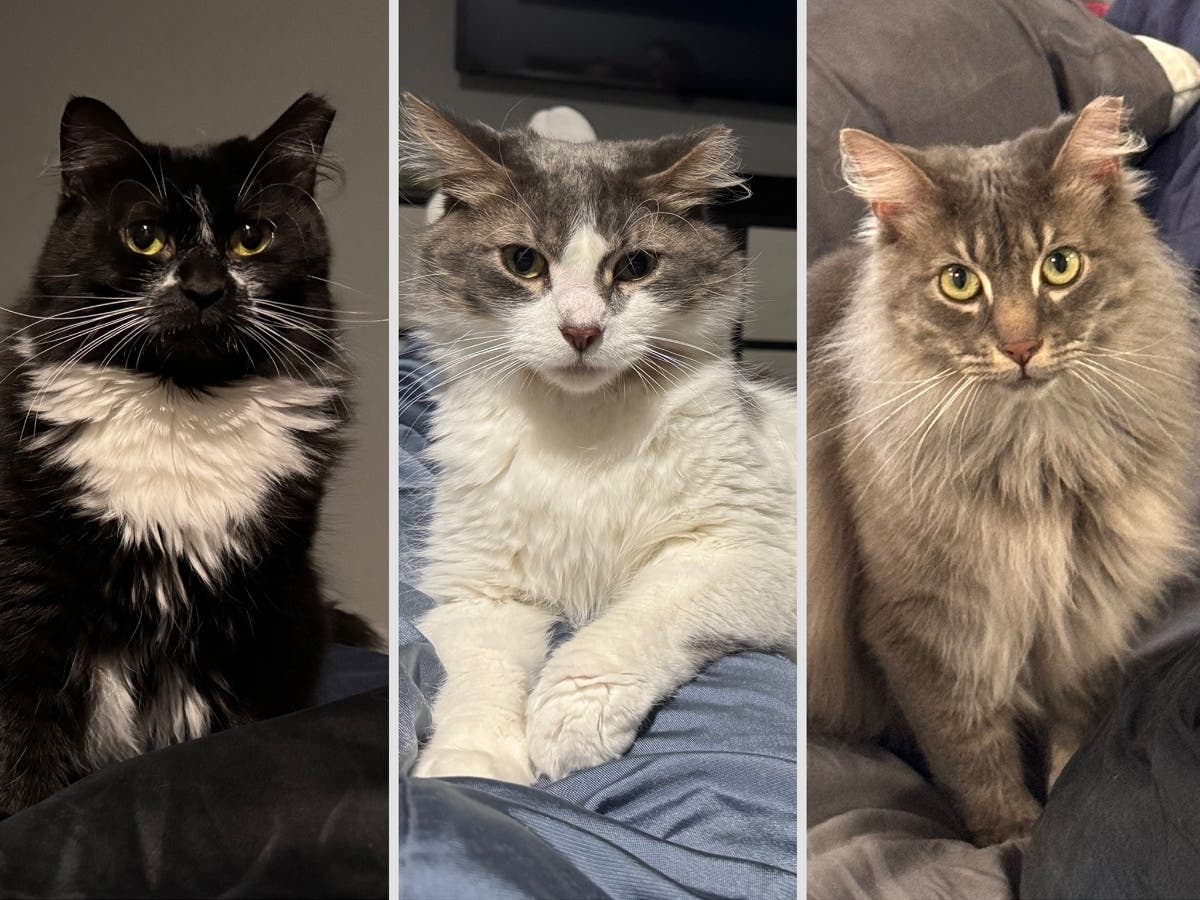 Dahlia, Cosmo and Smokey, three bonded siblings surrendered because of severe allergies in their owner’s household, are hoping to find a home together, the rescue said.