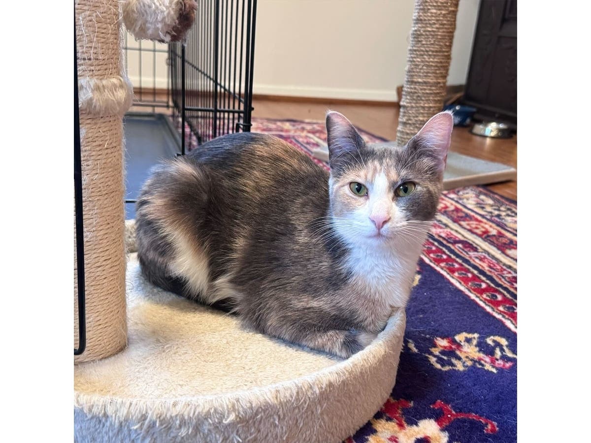 Sarabi, a young calico cat rescued earlier this year, is available for adoption through Grateful Paw Cat Shelter in East Northport.