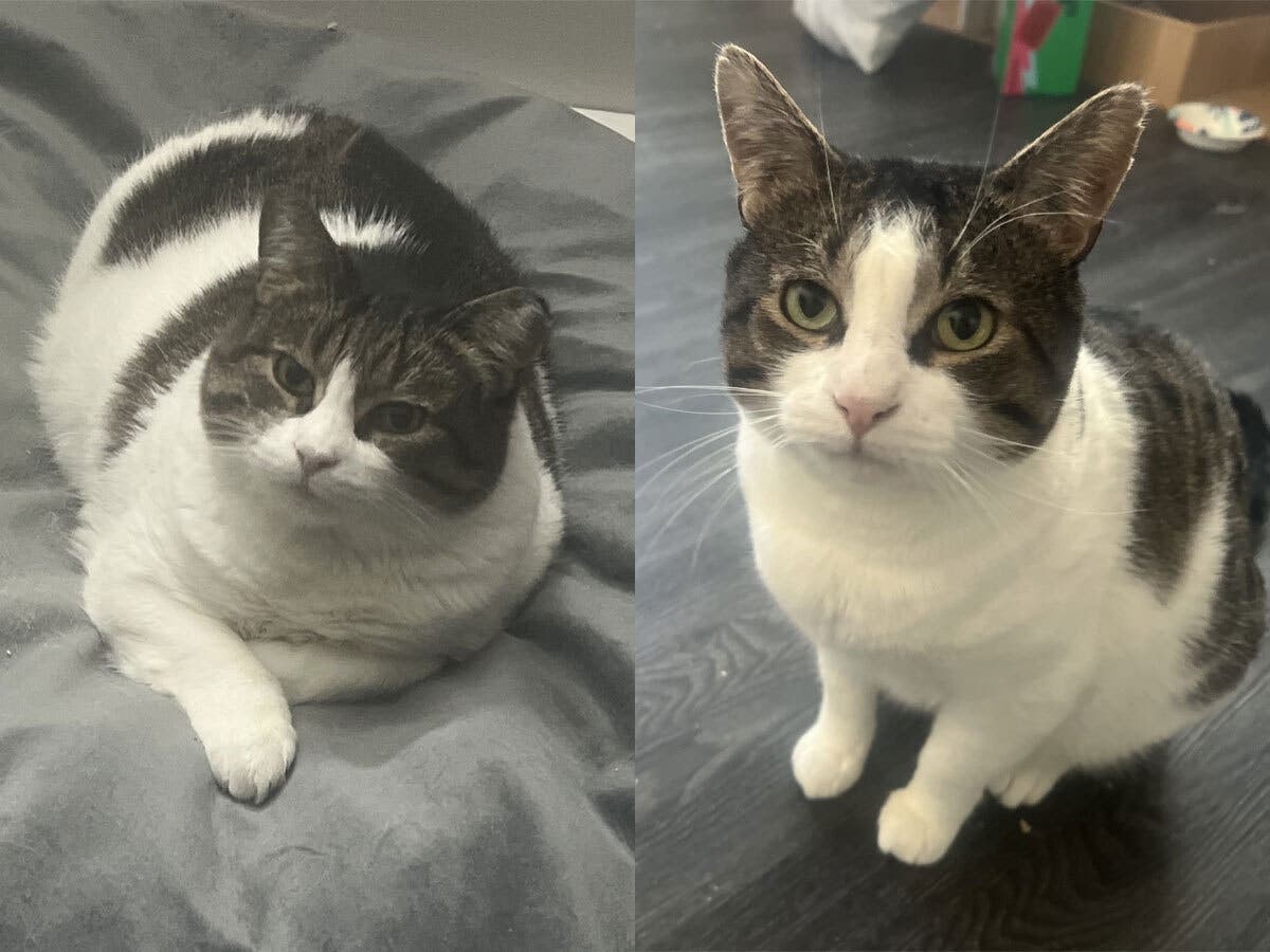Forced Outside After Owner’s Death, Joanie & Richie Need A Home: Northport Kitties Of The Week