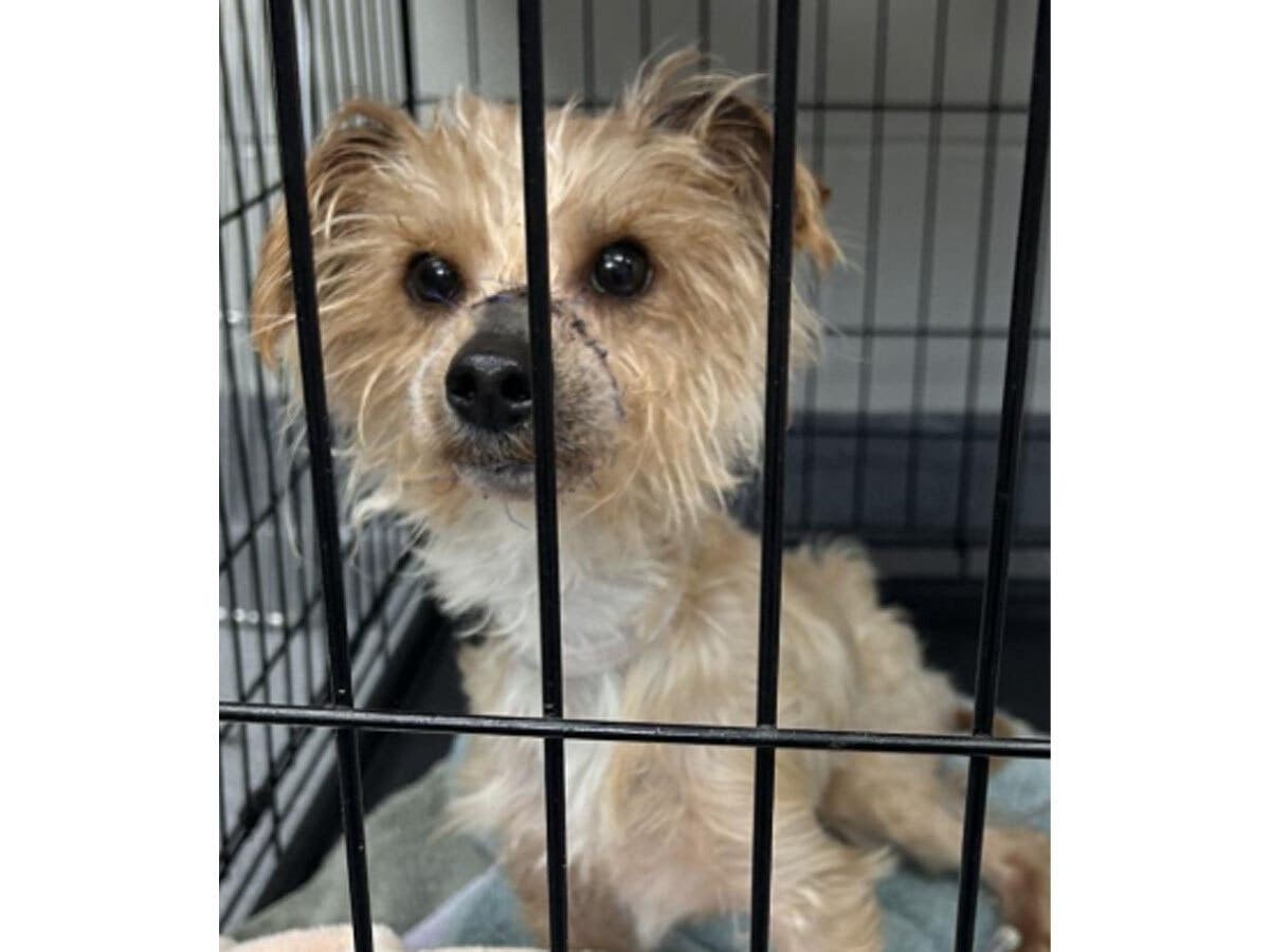 A Yorkshire Terrier mix found in Port Jefferson Station was discovered emaciated with its mouth tightly rubber-banded shut, according to Suffolk County authorities. The dog is currently being cared for at Brookhaven Animal Shelter.