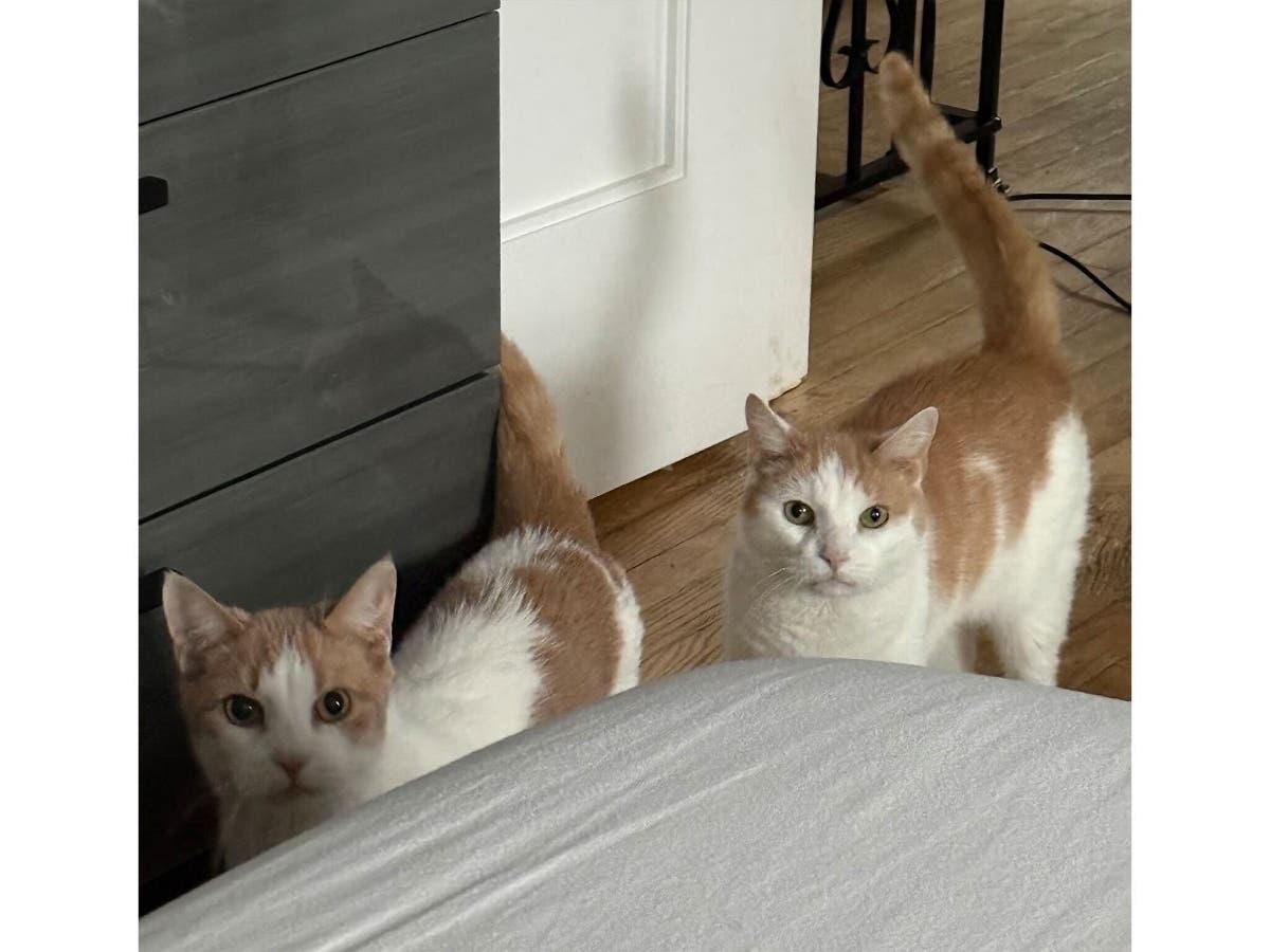 Campy and Danny, 10-year-old bonded brothers, are Northport Cat Rescue Association’s Cats of the Week.