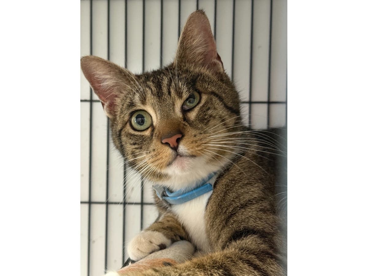 Lulu, a young mother cat who protected her kittens while living outdoors, is available for adoption through Northport Cat Rescue Association.