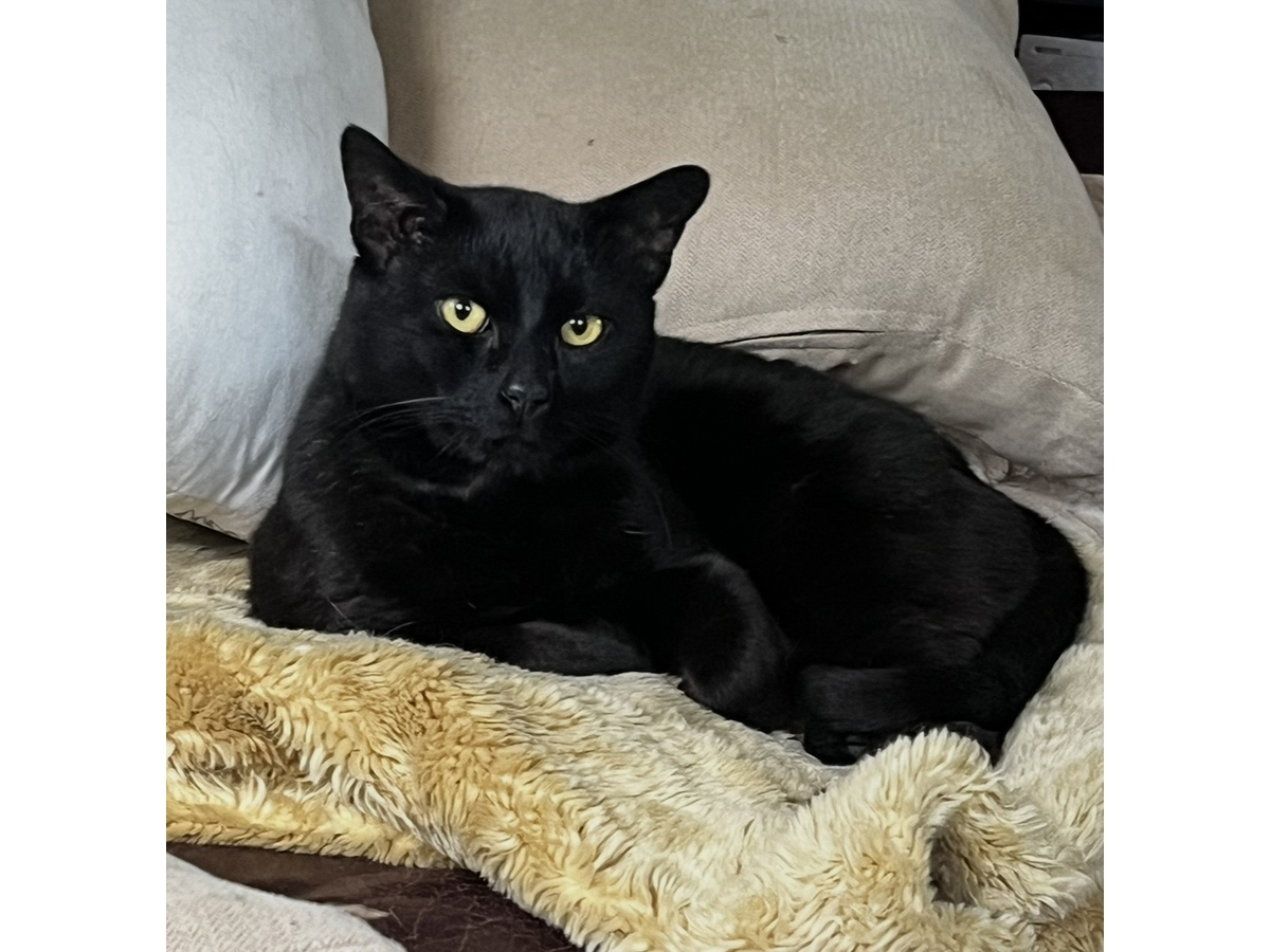 Diesel, a 2-year-old cat rescued from a local trucking yard, is Northport Cat Rescue Association’s Cat of the Week.