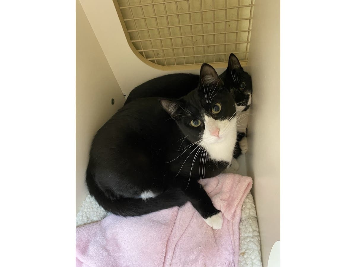 Another Summer Passes As Phantom And Lena Wait: Northport Kitties Of The Week