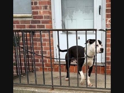 A Bay Shore man was charged after SPCA officials said he struck his 1-year-old pit bull mix, Knox, with a stick and tethered him with too short a lead.