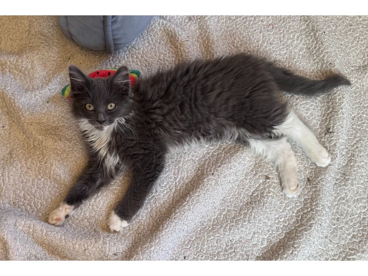 Stella, a 3-month-old long-haired kitten found wandering alone in Massapequa, is available for adoption through Grateful Paw Cat Shelter.