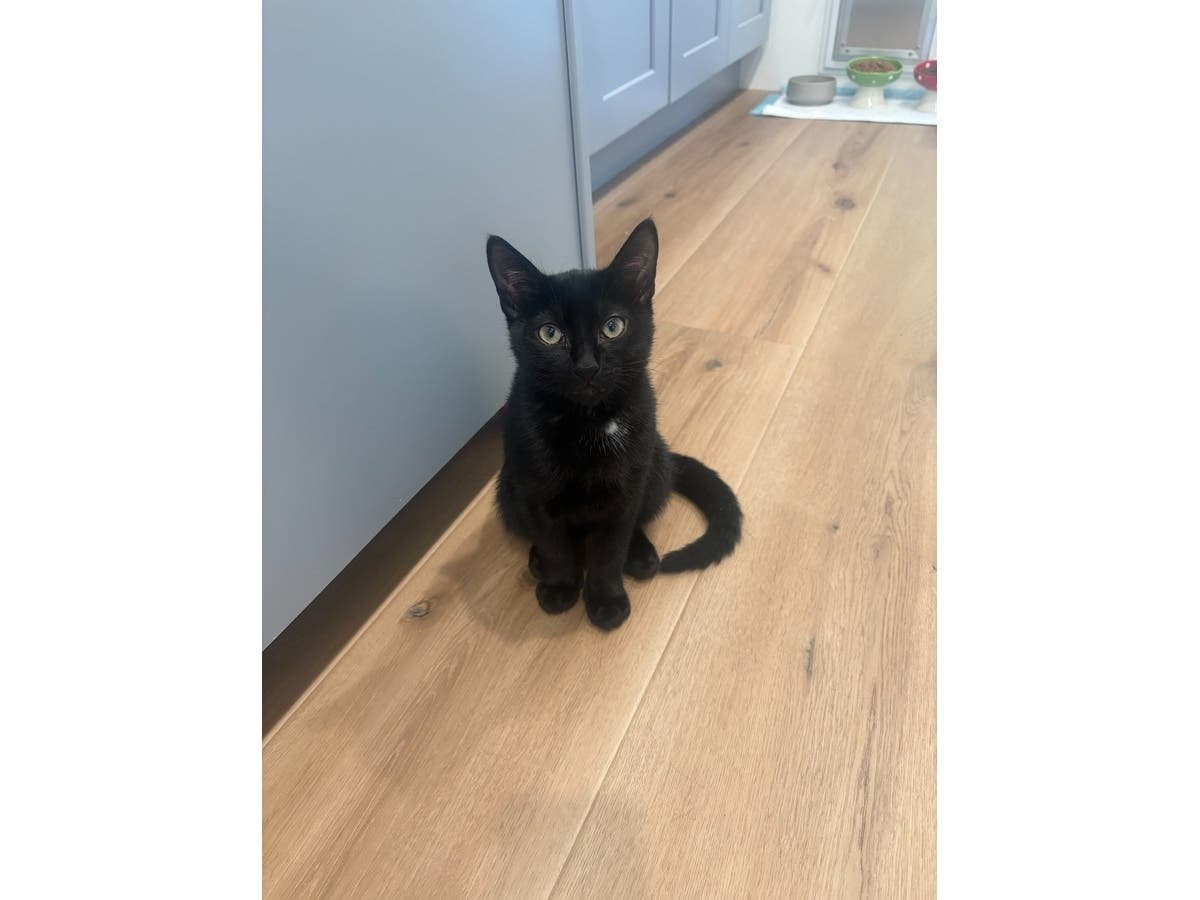 Chuck Norris, a 5-month-old kitten, is Northport Cat Rescue Association’s Kitten of the Week.