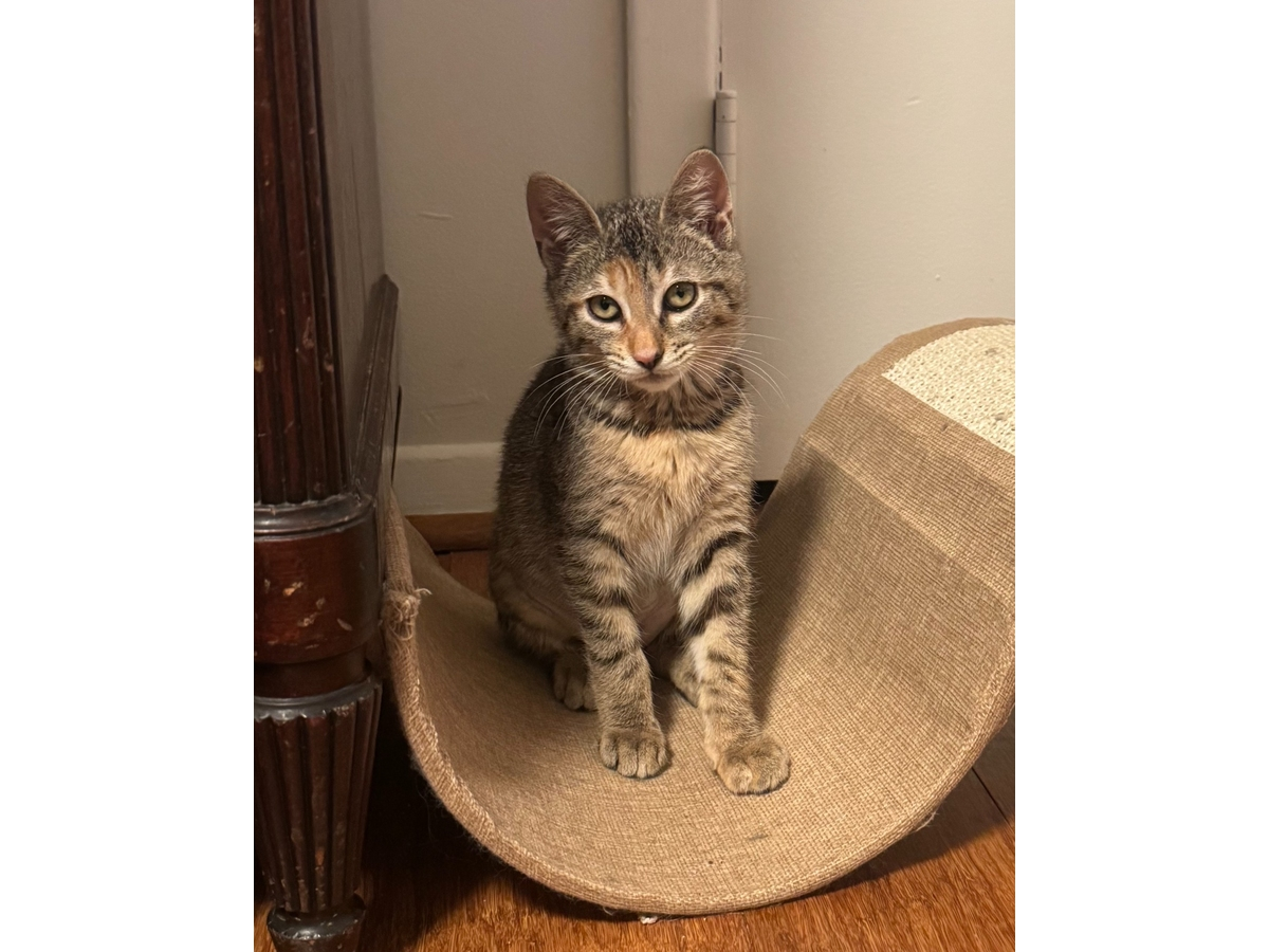 Tala, a 3-month-old torbie kitten rescued from a delivery truck in Woodmere, is available for adoption through Grateful Paw Cat Shelter.