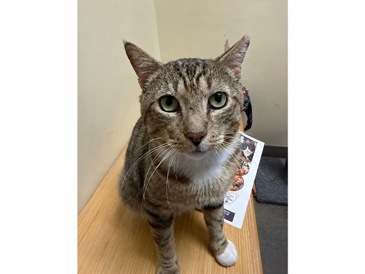 Tommy, a 3-year-old cat who was abandoned and found at an outdoor colony, is Northport Cat Rescue Association’s Kitty of the Week.
