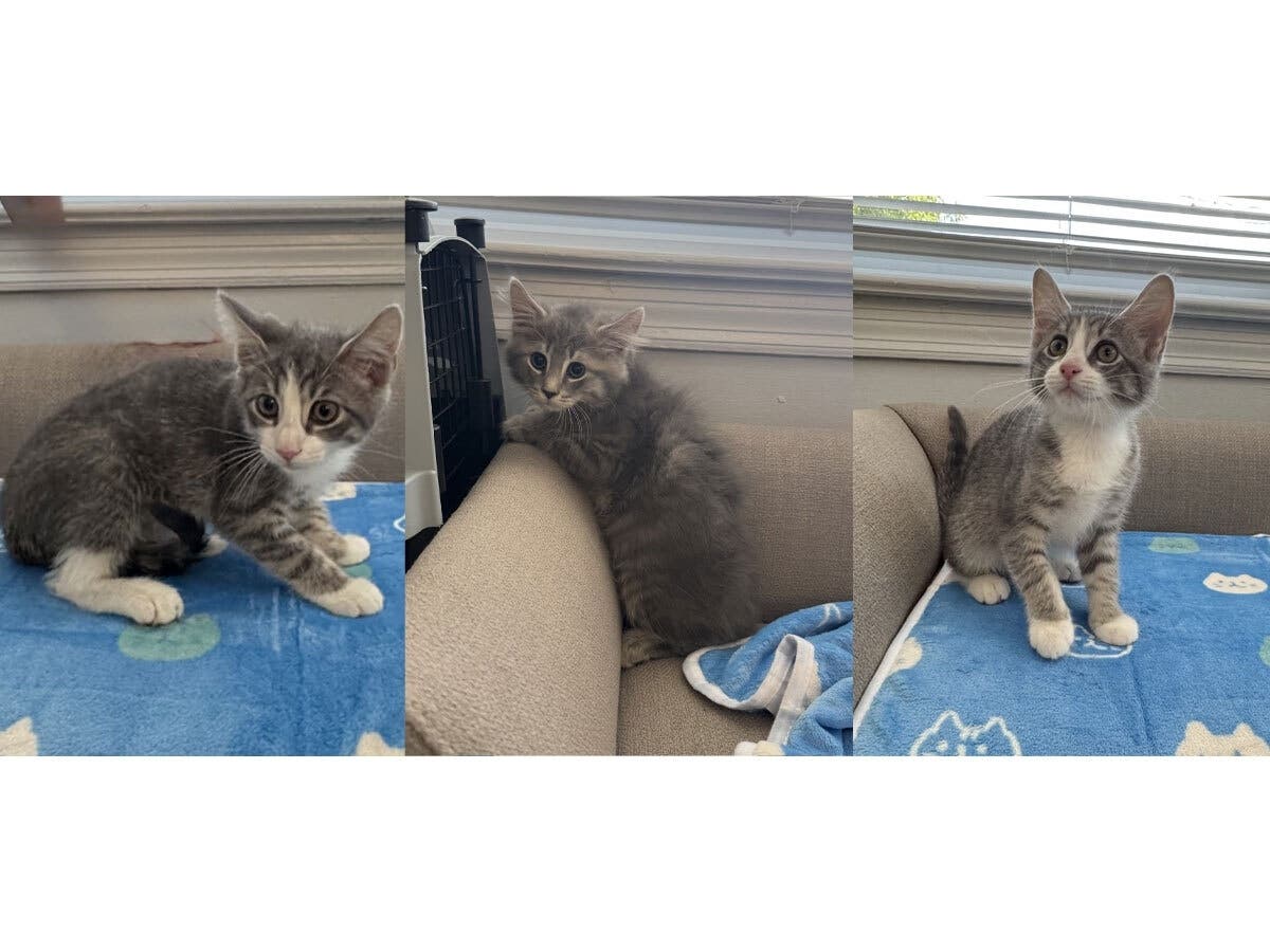 Tyler, Teddy and Tina three kittens rescued from an East Meadow colony, are expected to arrive at Grateful Paw Cat Shelter at the end of July.