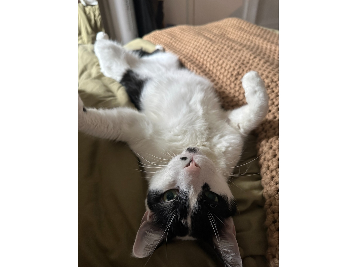 Kevin, Gentle 8-Year-Old Cat, Seeks Second Chance: Northport Kitty Of The Week