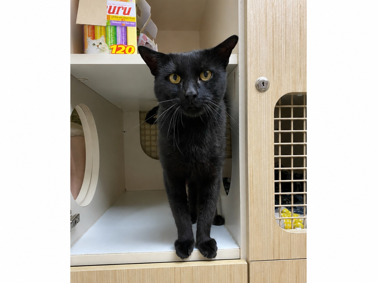 Diesel, a 2-year-old black cat rescued from a trucking yard during the winter, is still waiting for a home through Northport Cat Rescue Association.