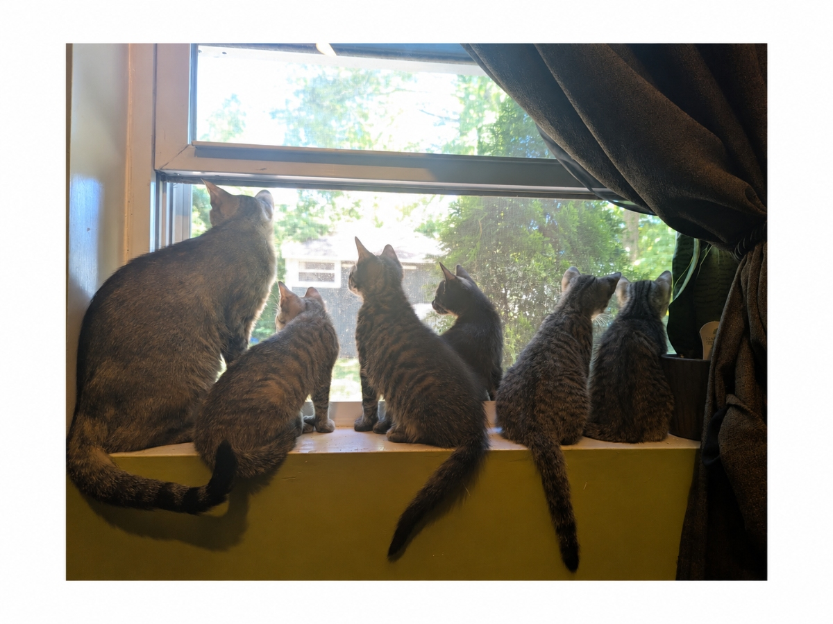 Mama Miel And Her Kittens Seek Homes: Huntington Adoptable Pet Of The Week