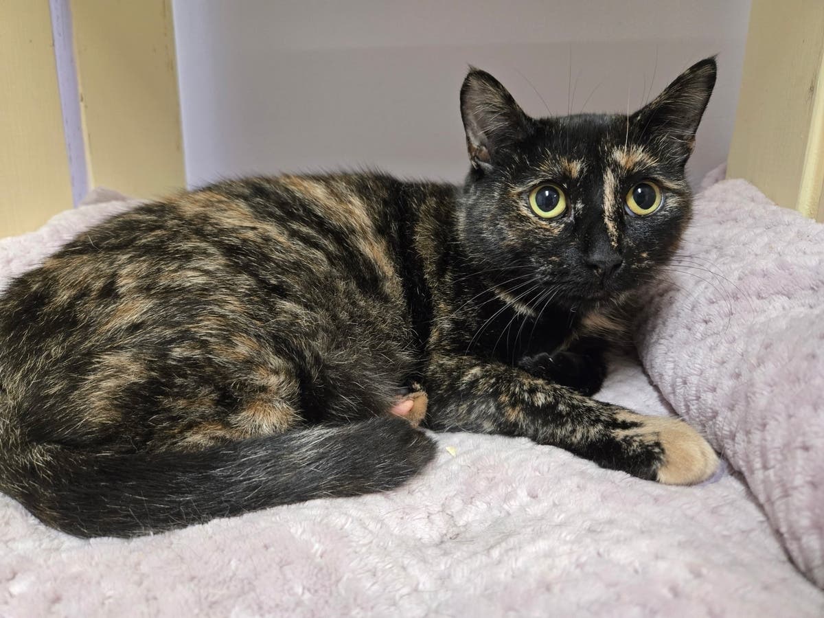 Rosie is looking for a calm, patient home where she can continue learning to trust people, the shelter said.