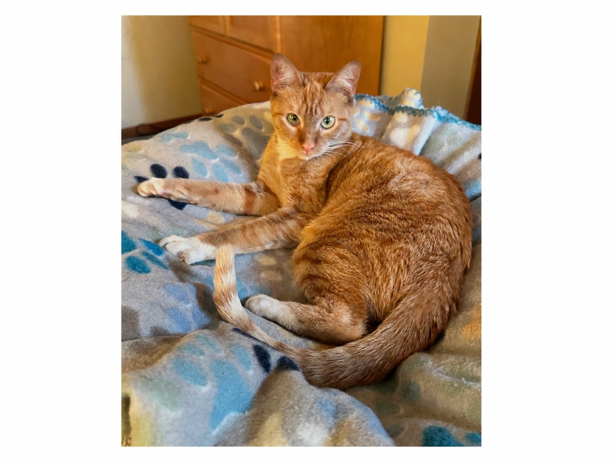 Pip, Orange Cat Found At Warehouse, Seeks Home: Northport Kitty Of The Week