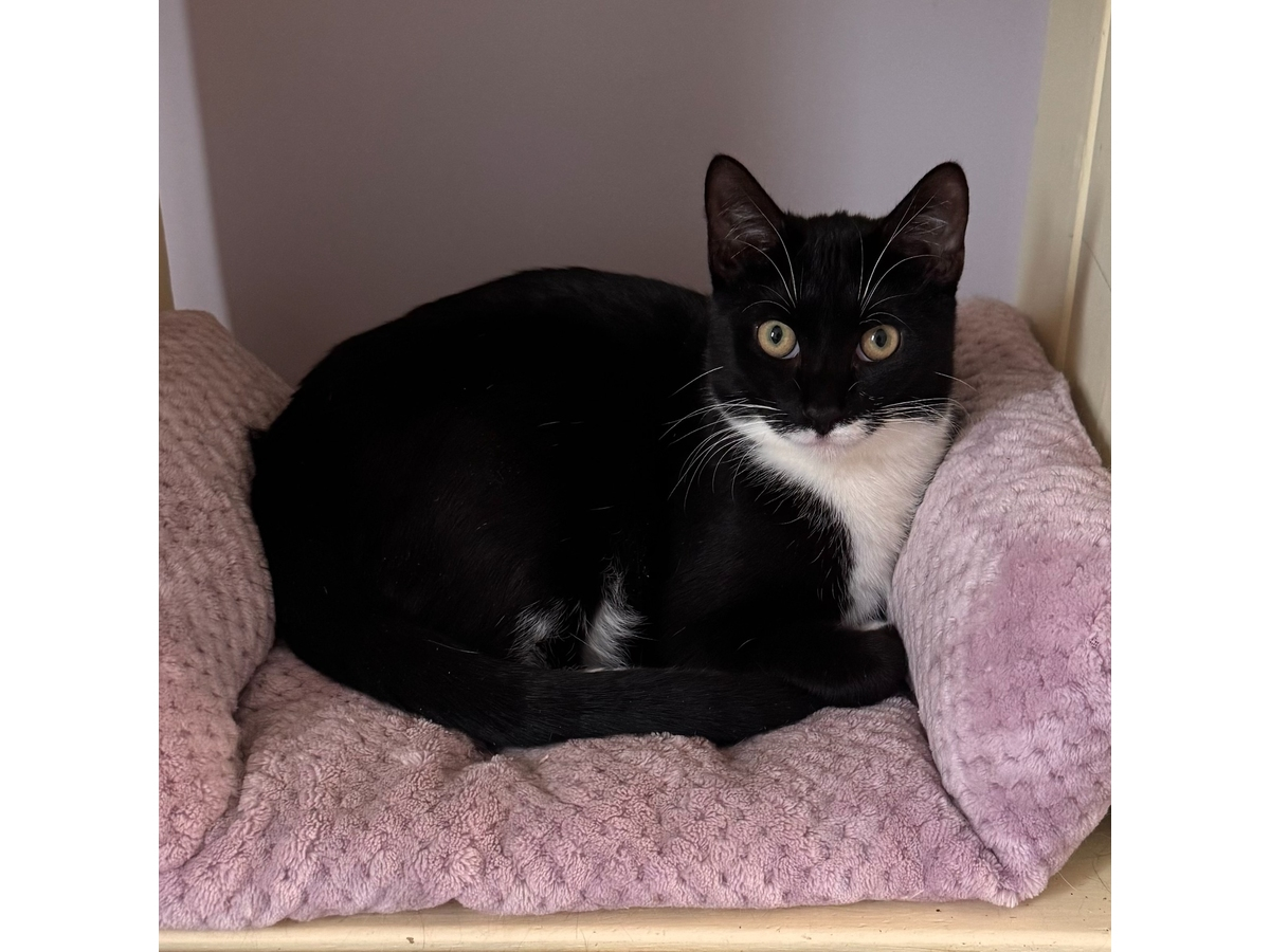 Stanley, a young tuxedo cat, is this week’s Huntington adoptable pet of the week through Grateful Paw Cat Shelter.
