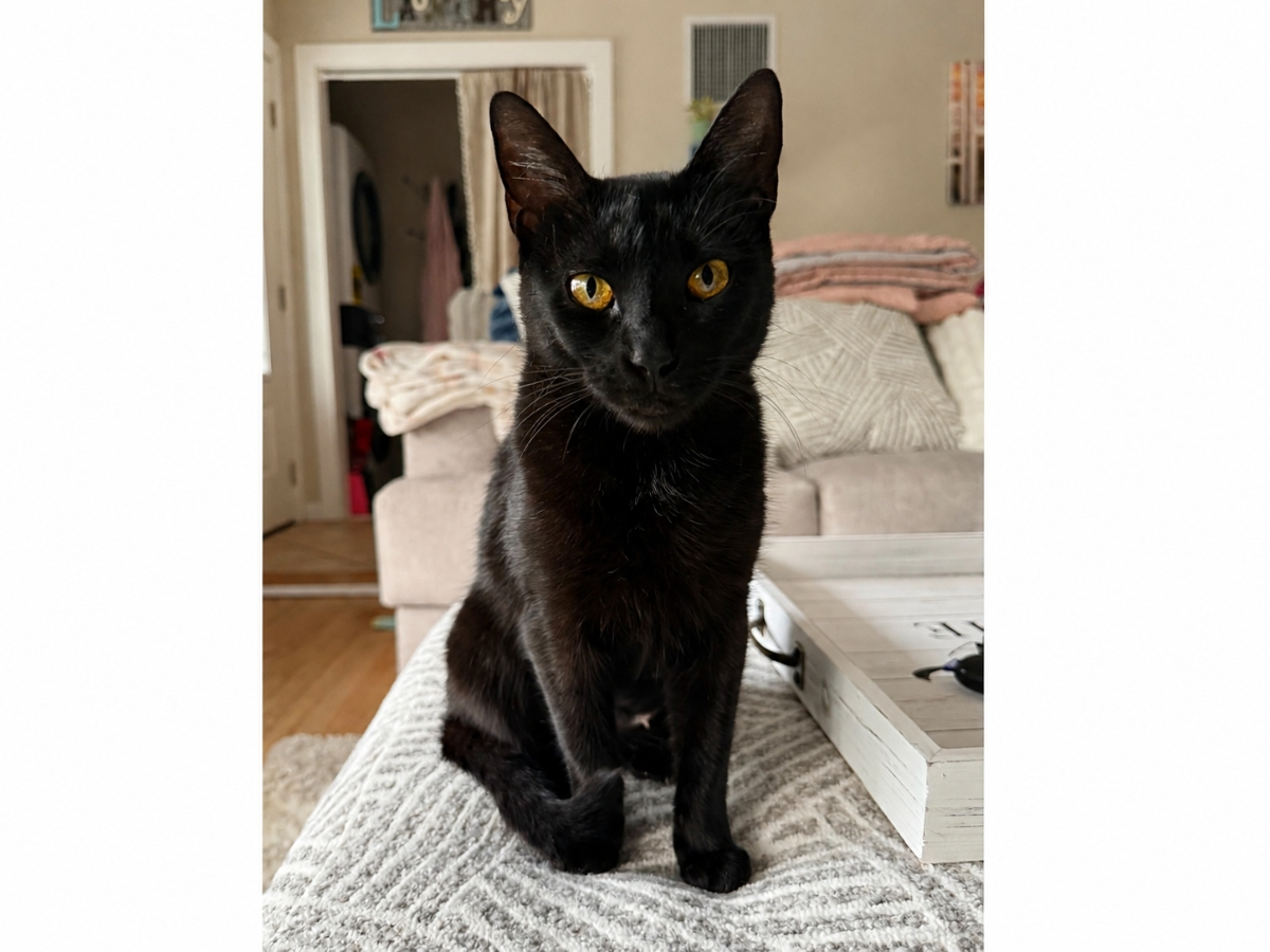 Moon, Rescued During Search For Missing Cat, Seeks Home: Northport Kitty Of The Week