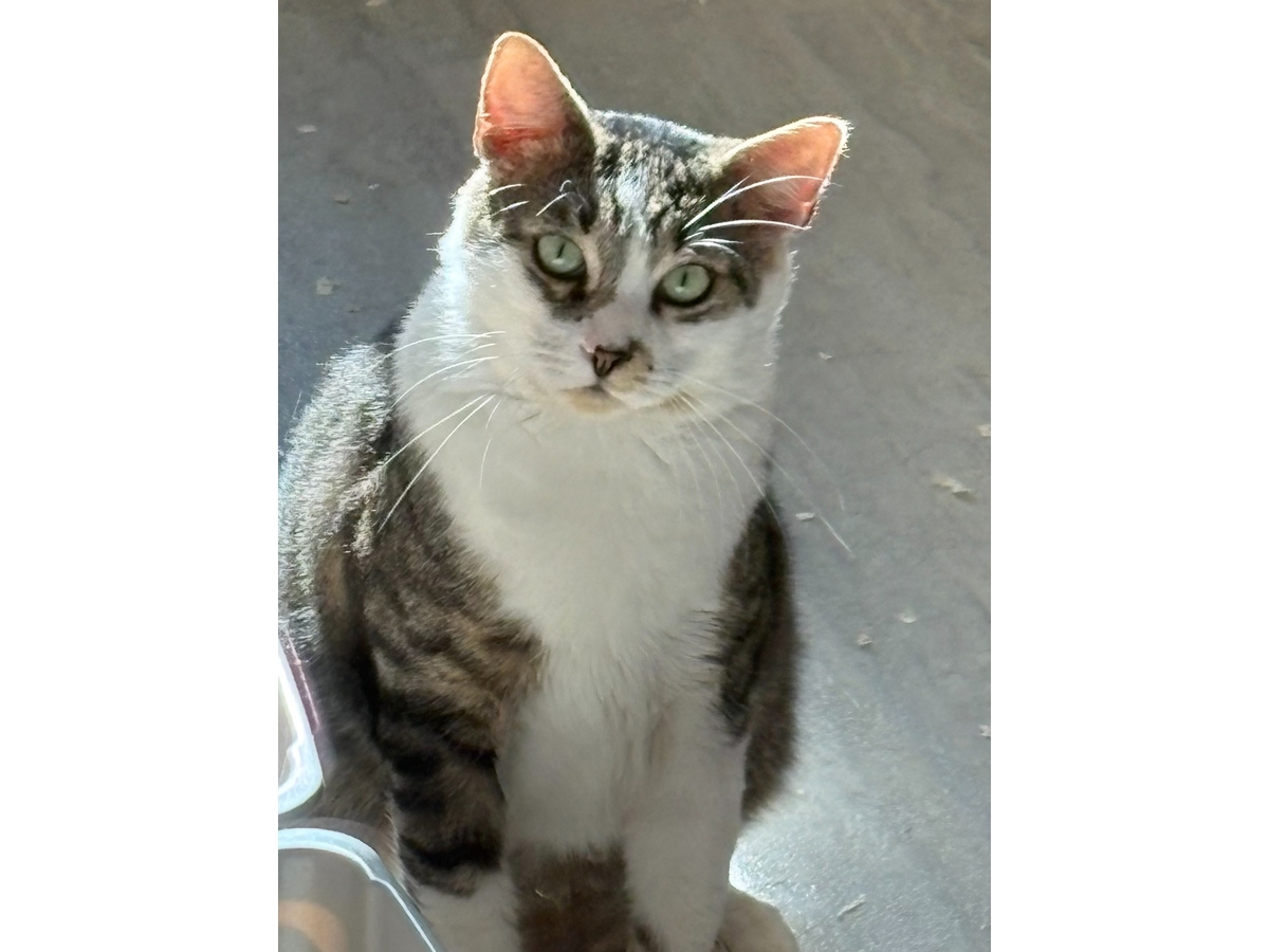 Zippy, a 2-year-old cat rescued from a Hempstead parking garage, is this week’s Huntington adoptable pet of the week.