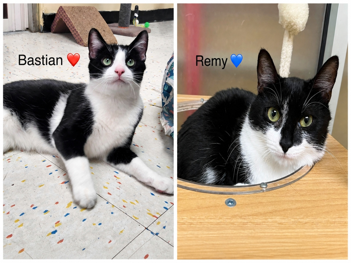 Bastian, part of a bonded pair with Remy, is waiting for adoption through Northport Cat Rescue Association.