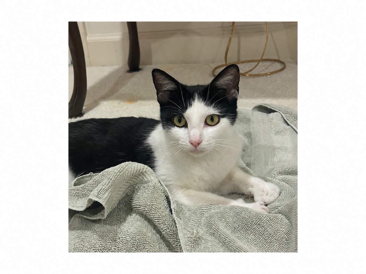 Jasmine Ran Up To Cars Begging For Food, Now She Needs A Home: Northport Kitty Of The Week