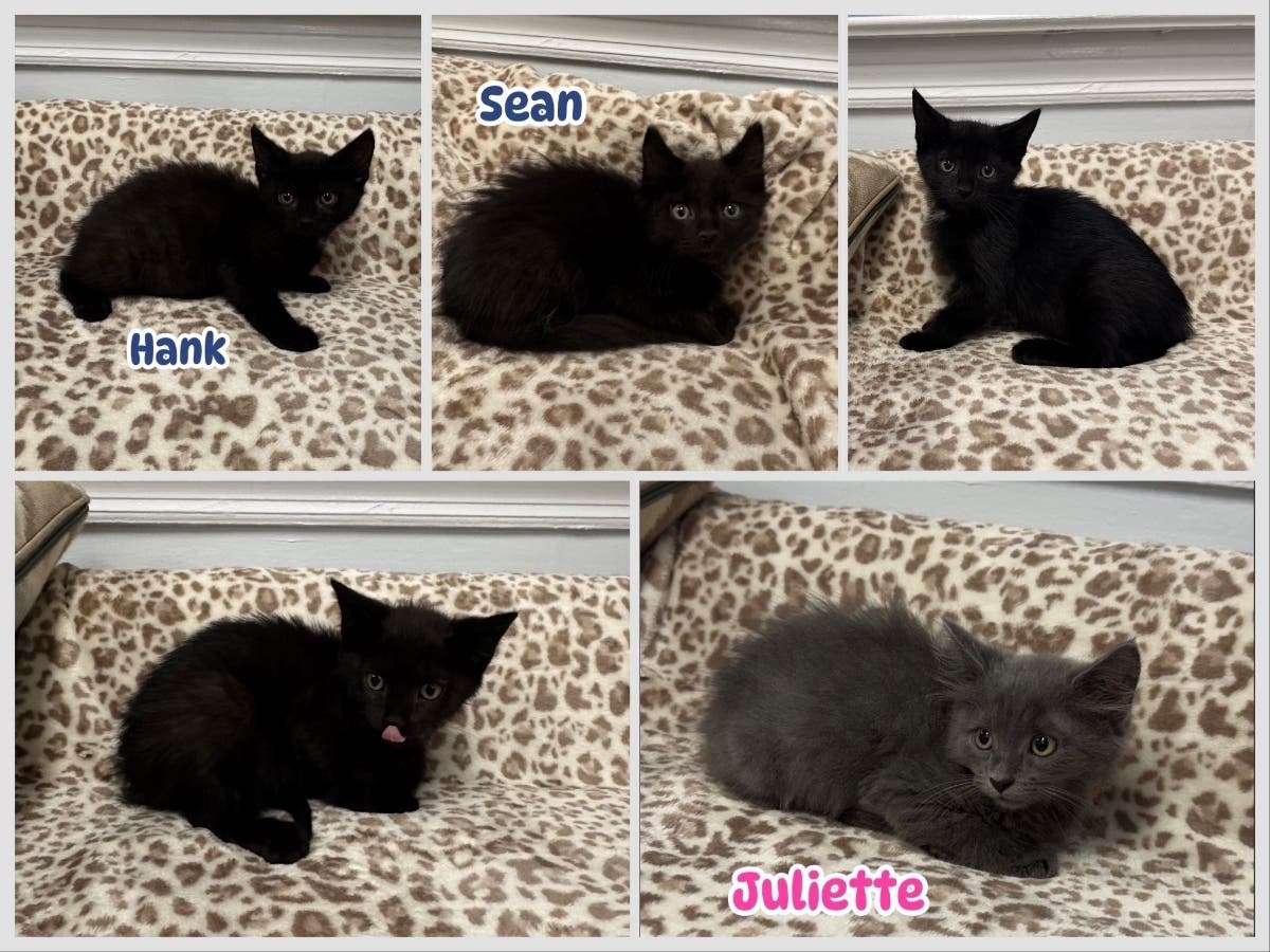Hank, Sean, Monroe, Rosalie and Juliette, five kittens rescued from an East Meadow backyard, are this week’s Huntington adoptable pets of the week.