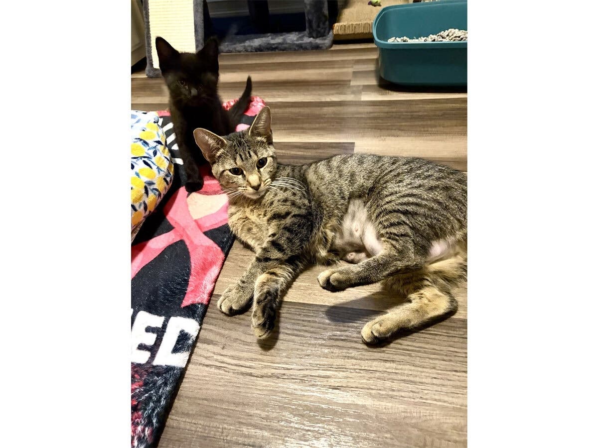 Chloe, a young mother cat rescued from a Lindenhurst street corner with her baby Smudge, is available through Grateful Paw Cat Shelter.
