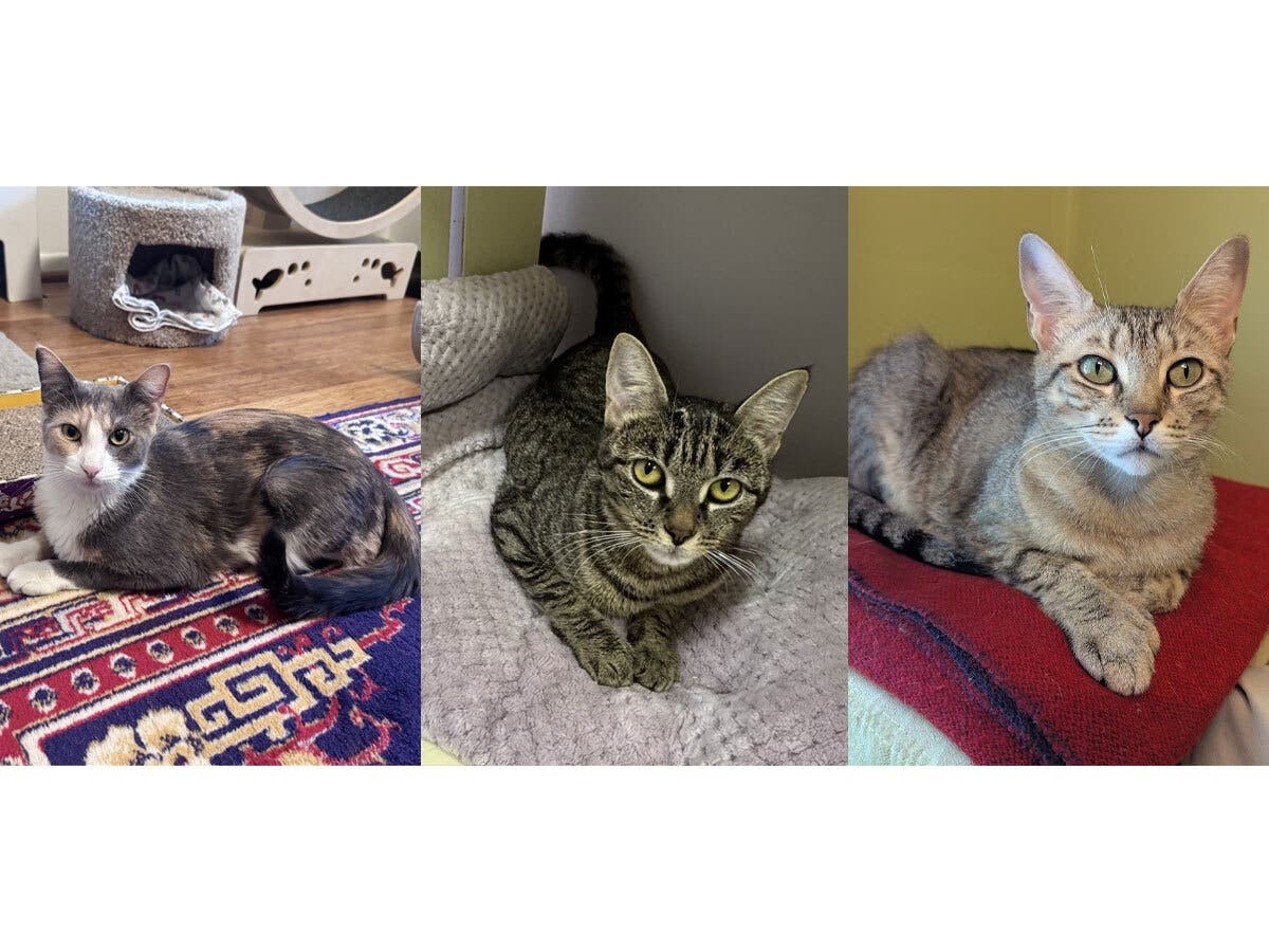 Sarabi, Cookie and Miel raised eight kittens between them — all now adopted — but the three young mothers are still waiting at Grateful Paw Cat Shelter.