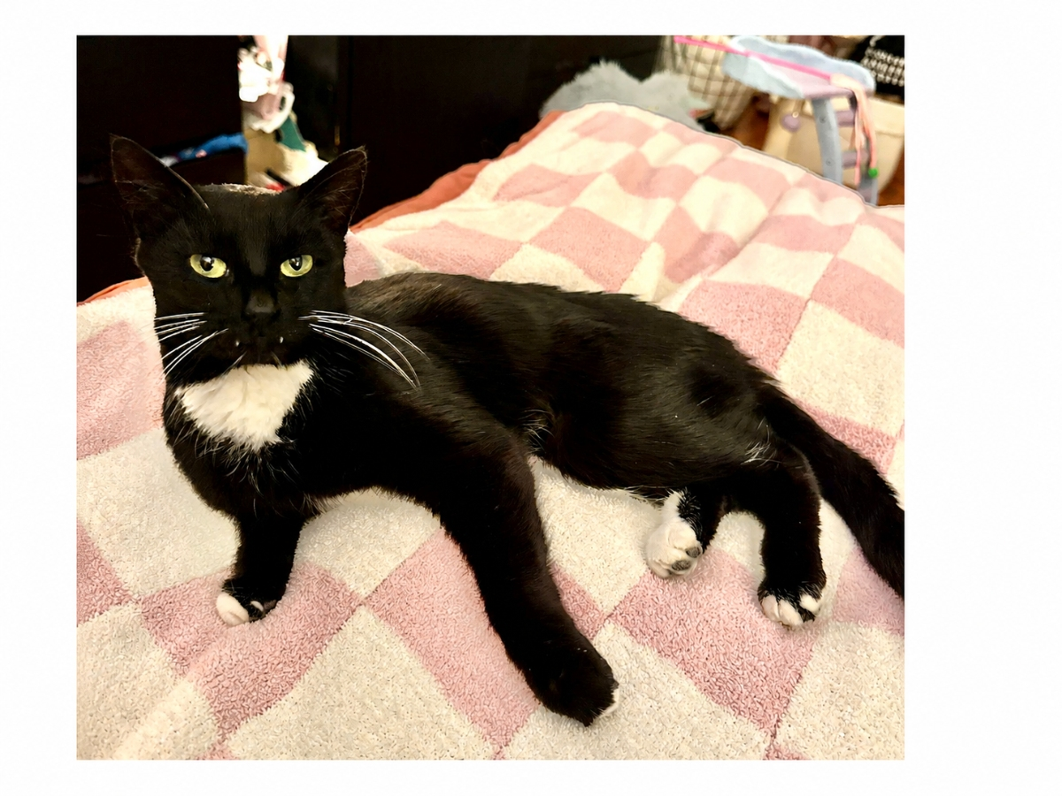 Squeaky, a playful and affectionate cat with chronic kidney disease, is Northport Cat Rescue Association’s Cat of the Week.