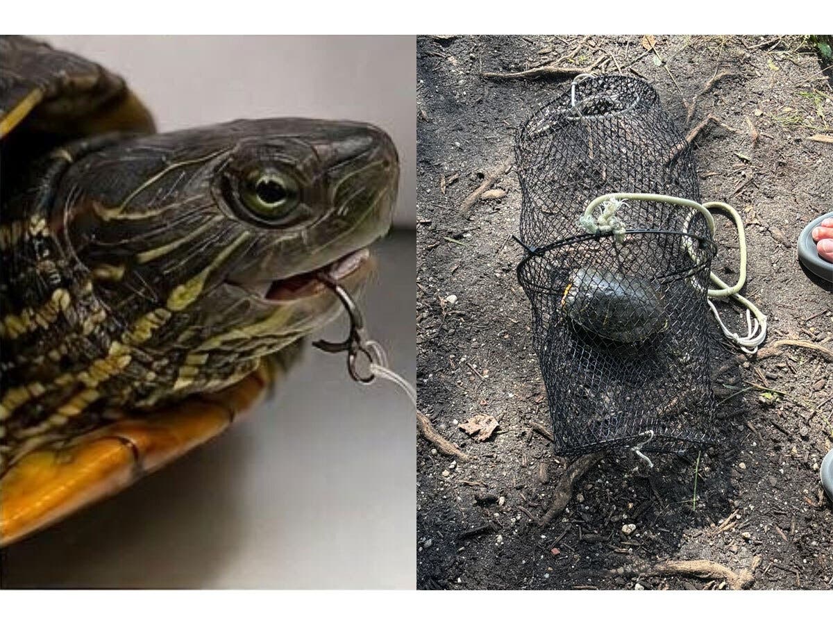 A yellow-bellied slider was rescued after Town of Babylon park rangers found it tethered inside a cage submerged in Geiger Park Lake in Deer Park. The turtle also had a fishhook lodged in its mouth, according to the Suffolk County SPCA.