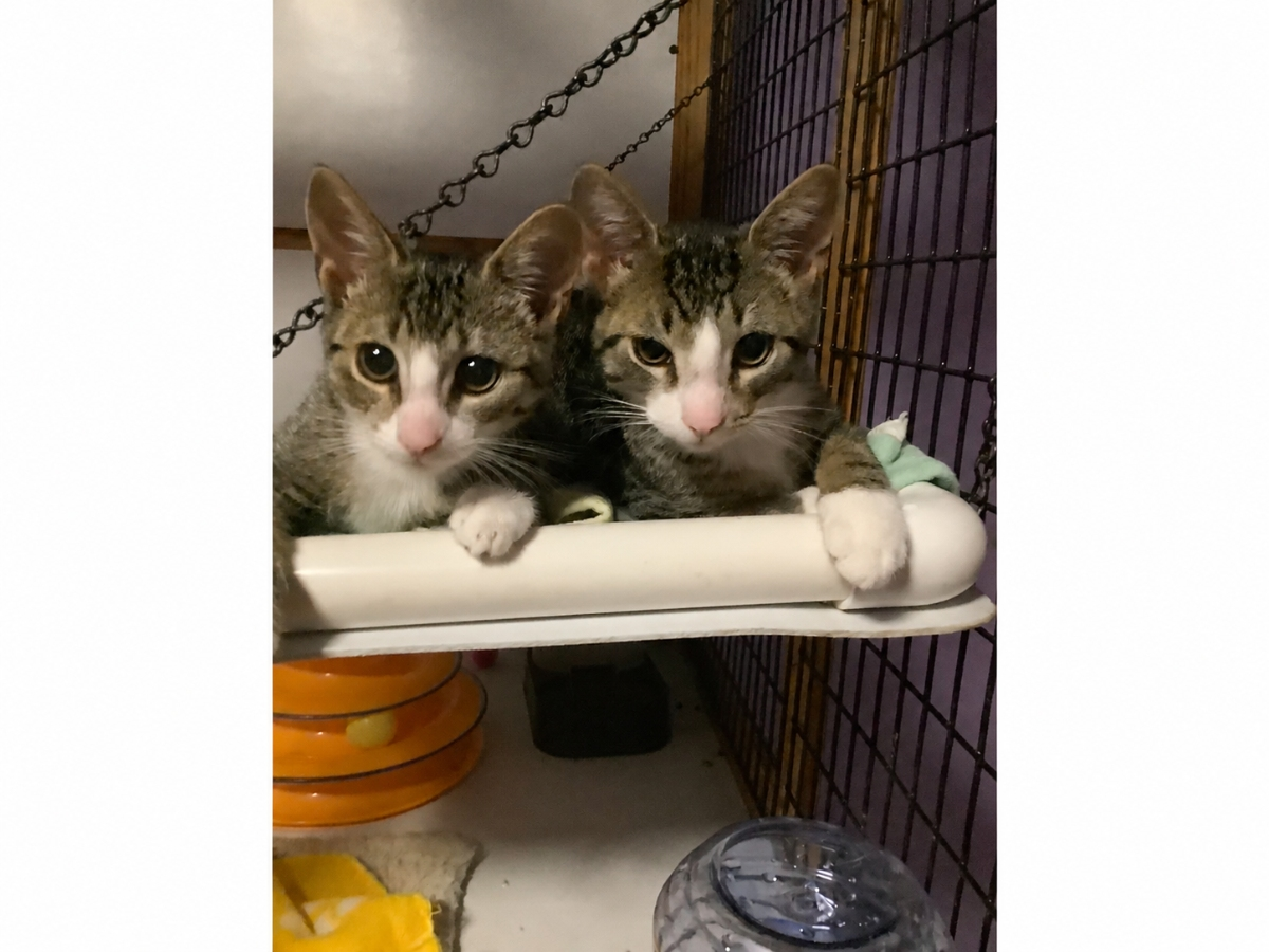 Tiger and Mittens, 3-month-old tabby siblings found in Babylon, are this week’s Huntington adoptable pets of the week.