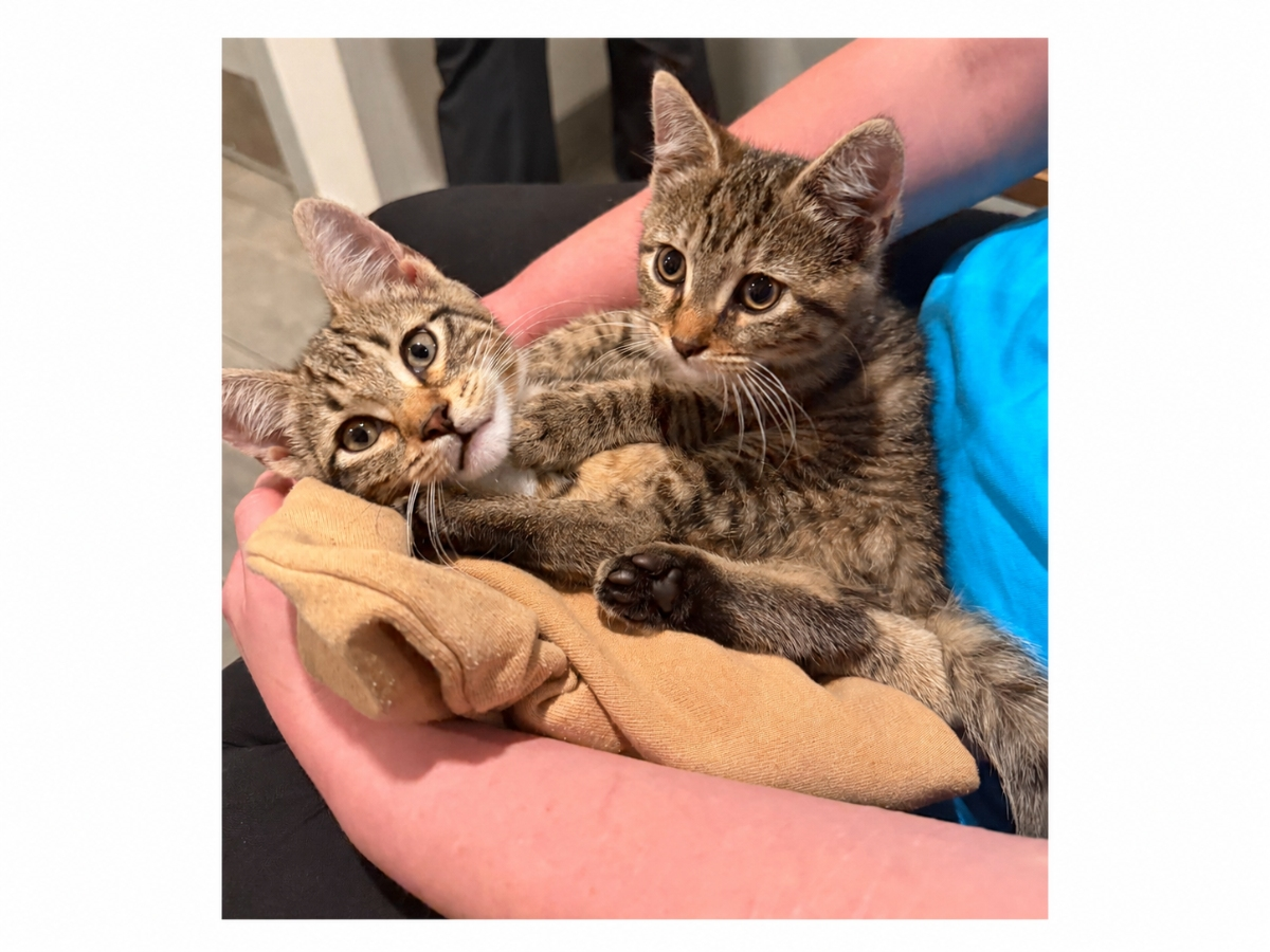 Bart and Lisa, 4-month-old bonded kittens found huddled on a roadside in Greenlawn, are Northport Cat Rescue Association’s Kittens of the Week.