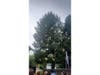 The gold-ribbon tree outside Huntington Town Hall honors children fighting cancer, survivors and those who died from the disease during Childhood Cancer Awareness Month.