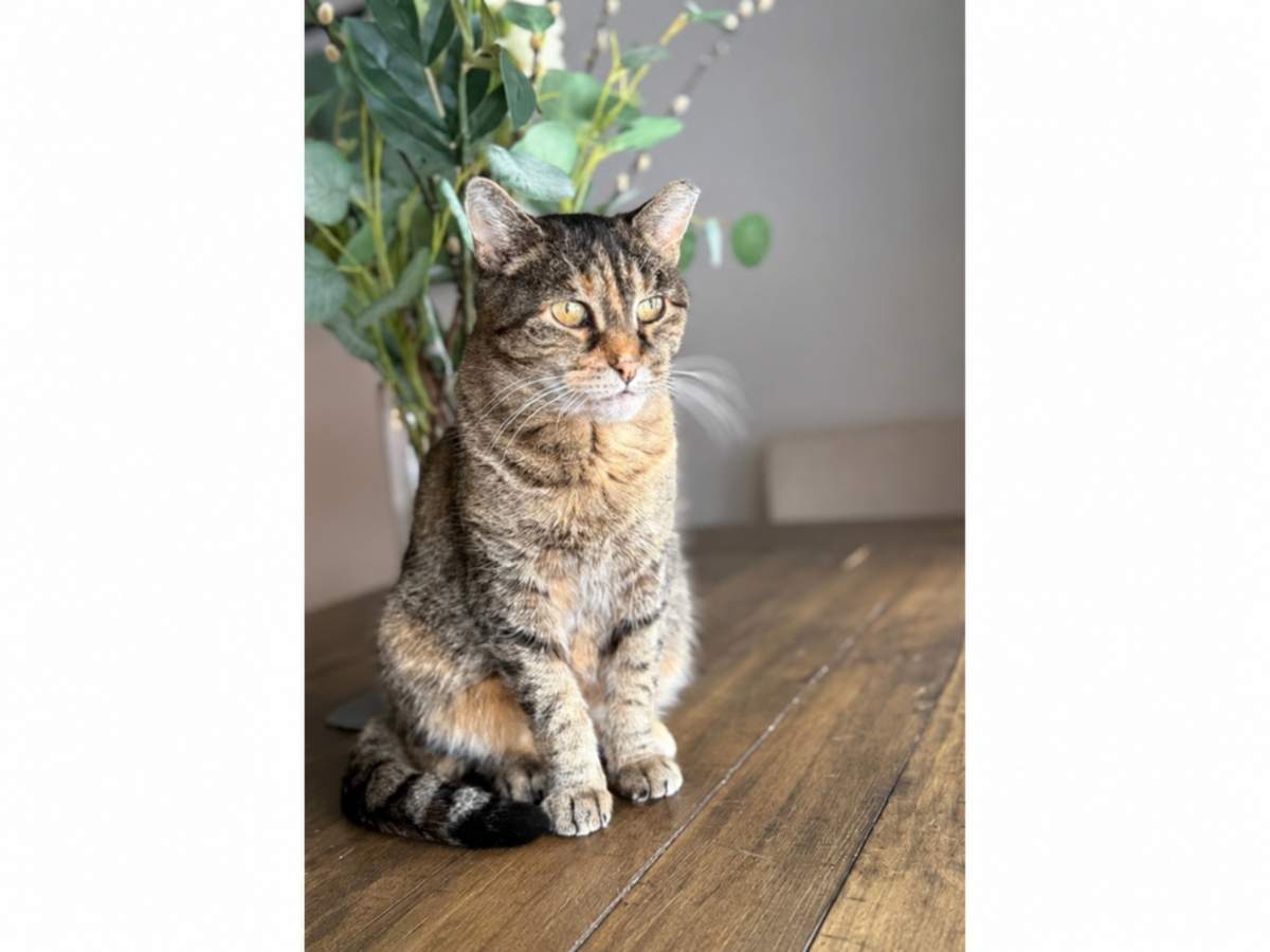 After Years Surviving Outdoors, Kitty Needs A Quiet Forever Home: Huntington Adoptable Pet Of The Week