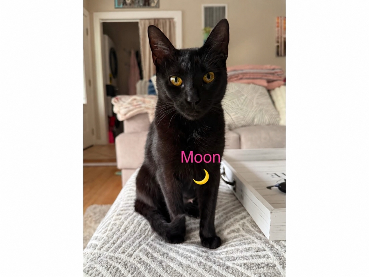Moon, a 1-year-old black cat nicknamed “Blue Moon,” is Northport Cat Rescue Association’s Cat of the Week.