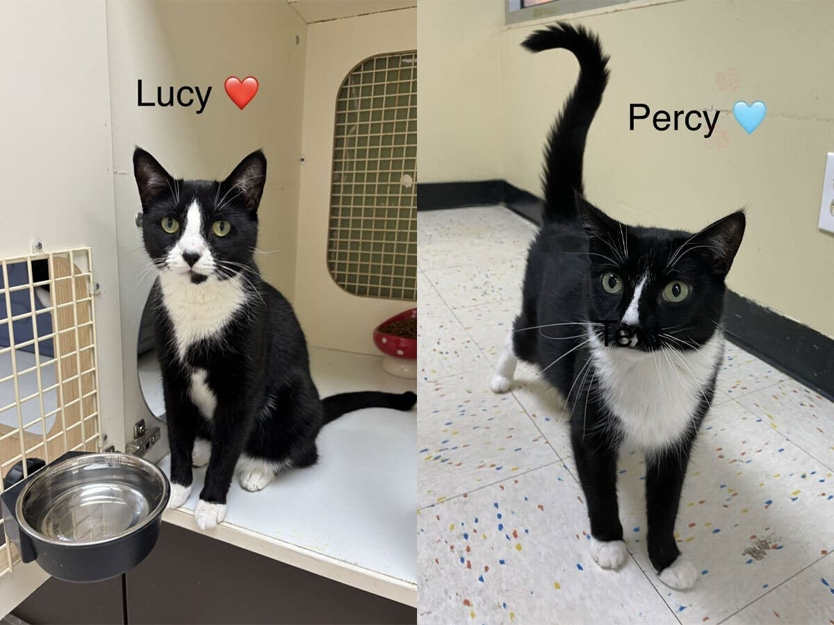 Lucy and Percy, 5½-year-old bonded siblings, are Northport Cat Rescue Association’s Bonded Siblings of the Week.