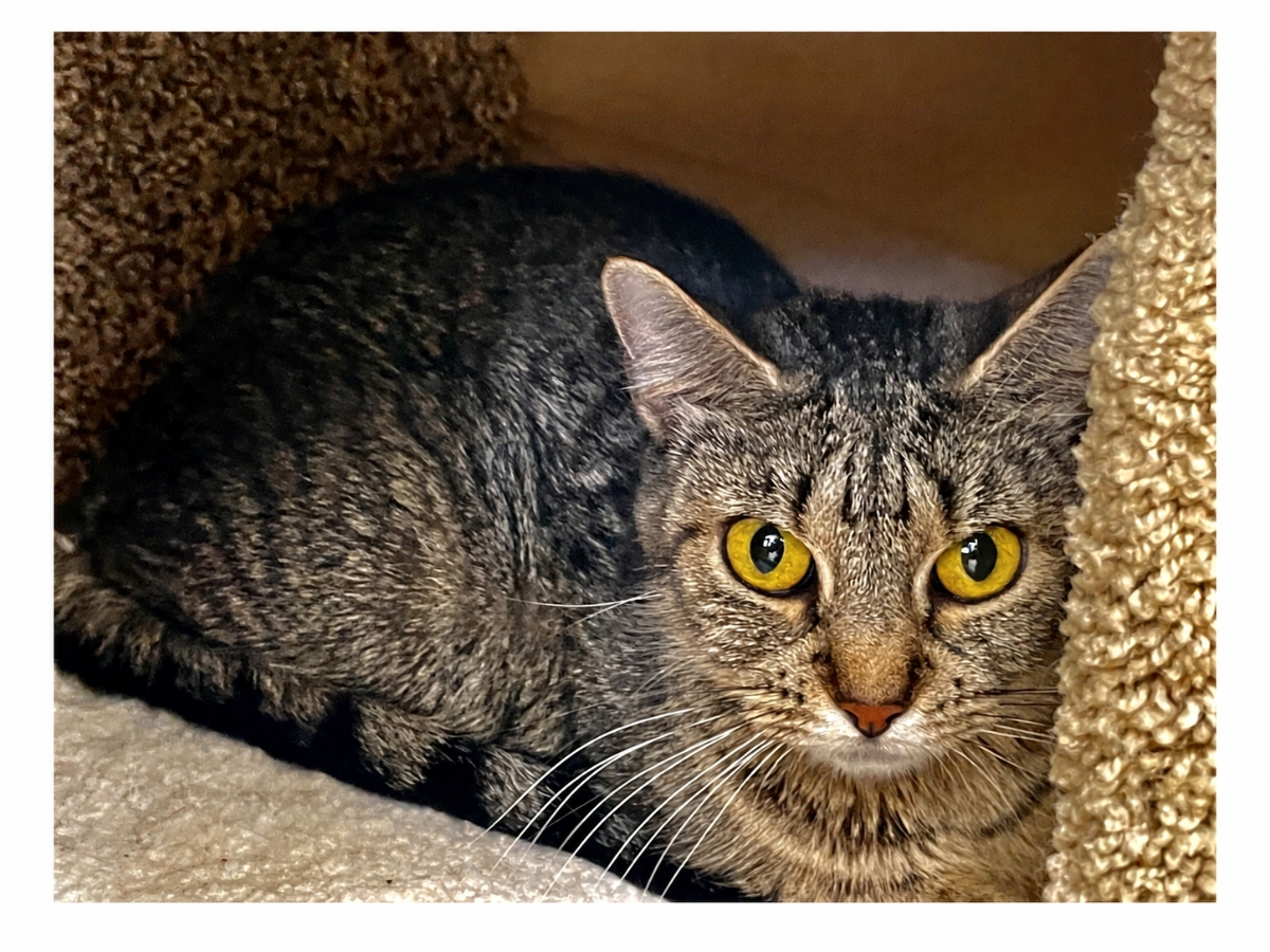 LuLu Has Waited More Than 1,000 Days For A Home: Huntington Adoptable Pet Of The Week