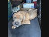Apollo, a 4-year-old Cane Corso, was found severely underweight after allegedly being deprived of adequate food, water and veterinary care, according to the Suffolk County SPCA.