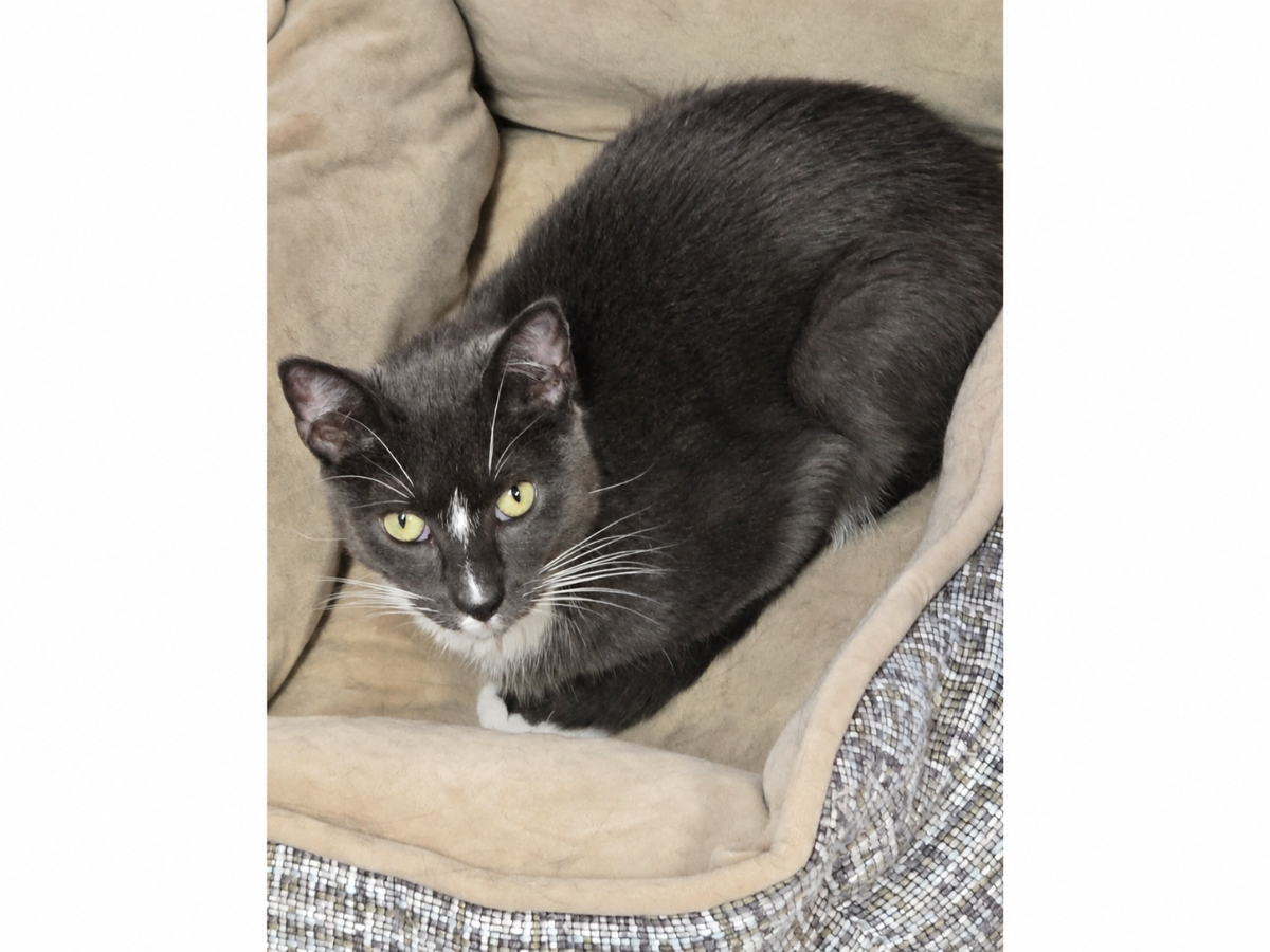 Rover, a 2-year-old gray-and-white tuxedo cat, has been waiting at Grateful Paw Cat Shelter since February 2025.