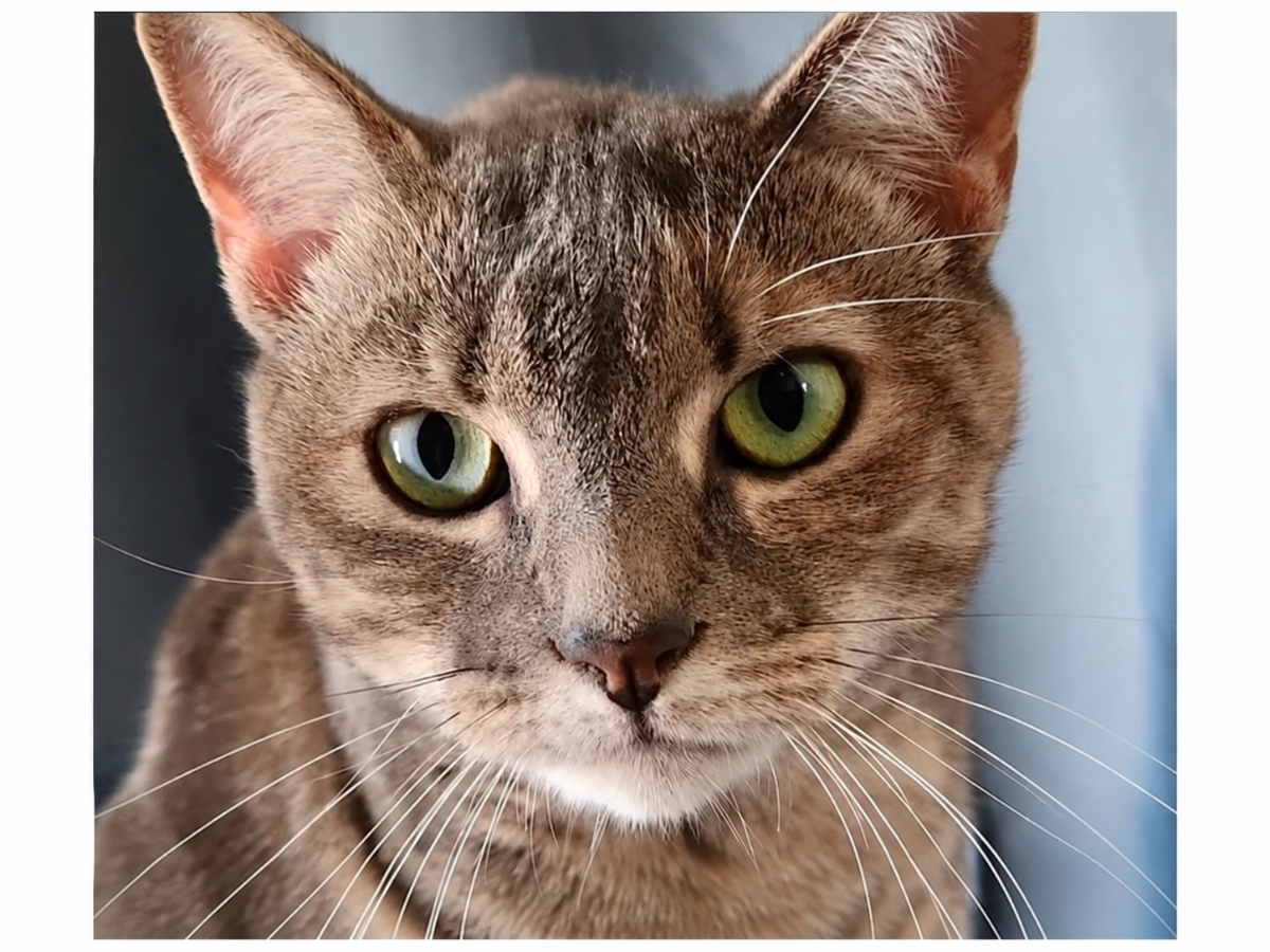 Rosie-Gul Found A Home, Then Lost It Again: Northport Kitty Of The Week