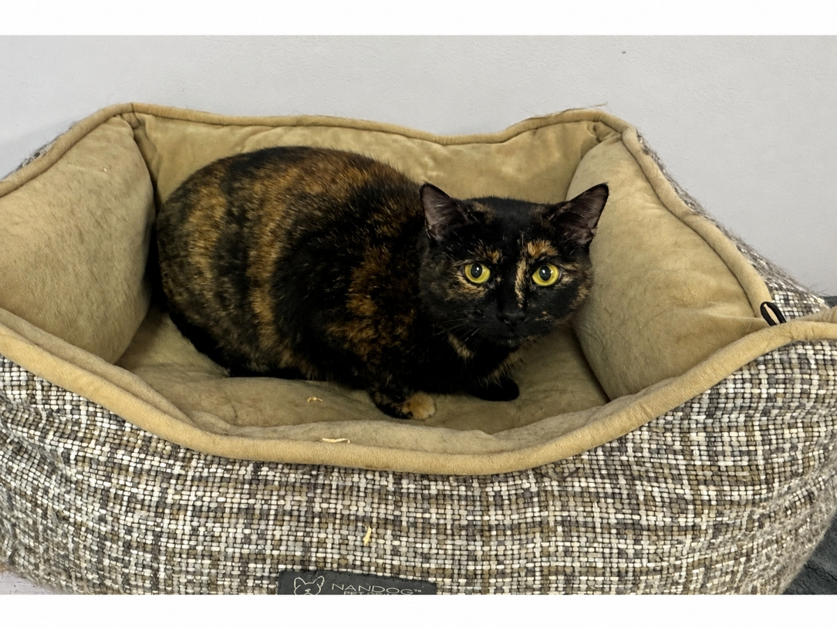 Rosie, a 1½-year-old tortoiseshell cat, is looking for a calm, patient home through Grateful Paw Cat Shelter.