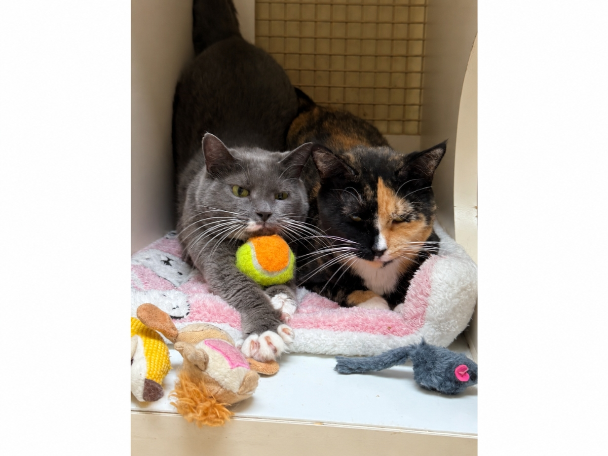 Bonded Sisters Rachel And Gracie Need A Home Together: Northport Kitties Of The Week