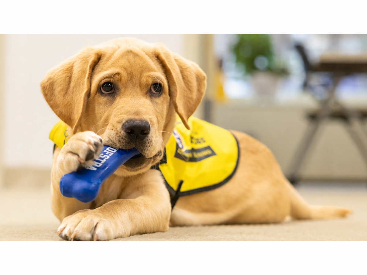 Dutch, a 3-month-old golden Labrador retriever, will spend more than a year at Hofstra learning foundational skills before returning to America’s VetDogs in Smithtown for advanced service-dog training.