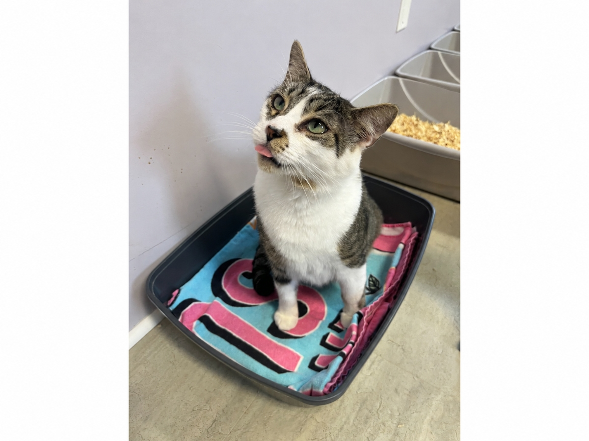 Zippy, approximately 2½, has been waiting at Grateful Paw Cat Shelter after being rescued from a parking garage.