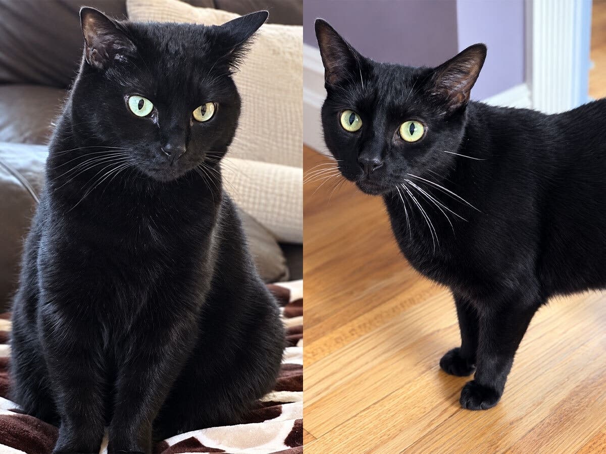 After Nearly 8 Years In A Home, Birdie And Dizzie Are Starting Over: Northport Kitties Of The Week