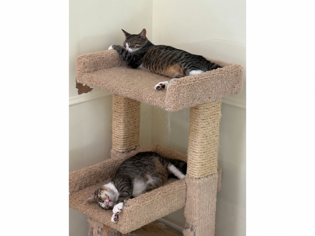 Tiger and Mittens, bonded tabby-and-white siblings, have been waiting more than two months for a home at Grateful Paw Cat Shelter.
