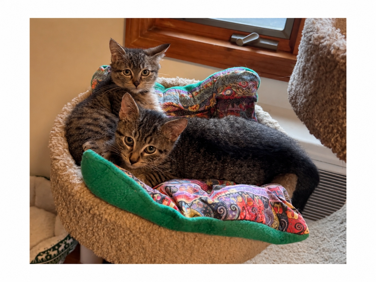Biscuit and Giblet are bonded siblings expected to arrive at Grateful Paw Cat Shelter in mid-November after being rescued from outdoor life.