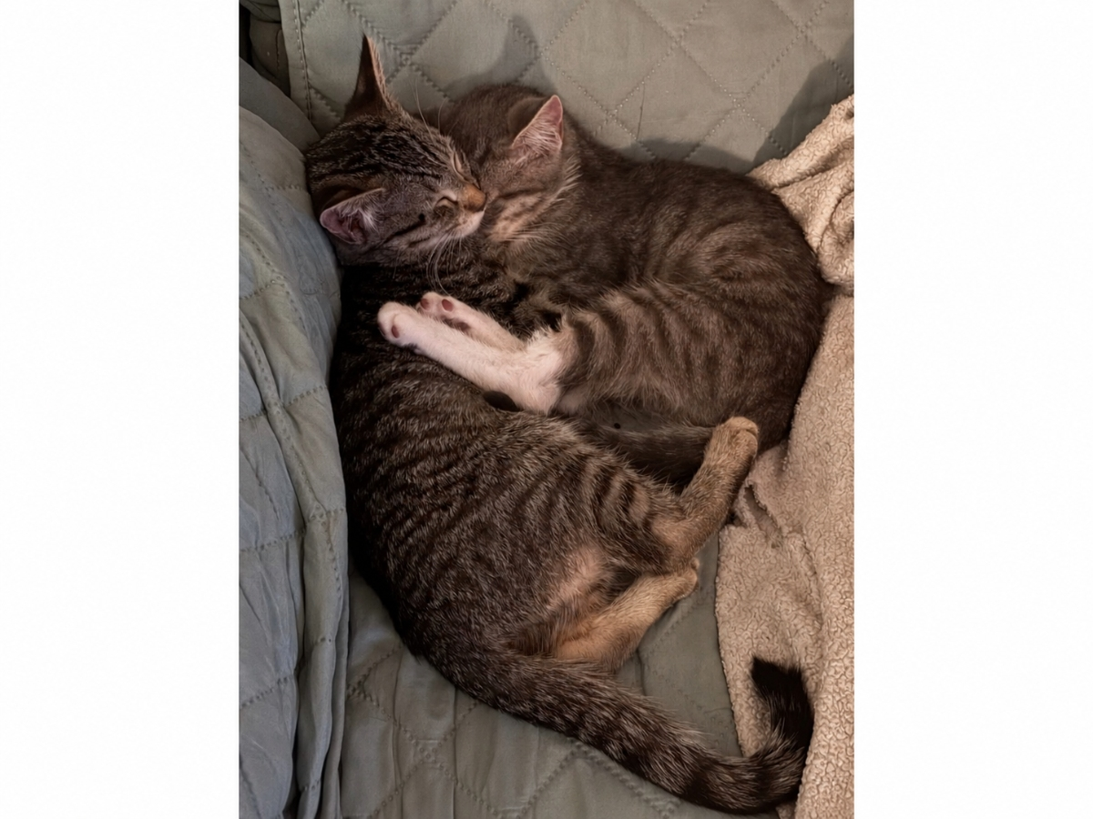 Last 2 Of Their Litter, Penny And Cinnamon Still Waiting Together: Northport Kitties Of The Week